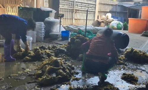 汕頭再現(xiàn)工人赤腳踩腌菜, 橄欖菜 廠家,生產(chǎn)過(guò)程堪比老痰酸菜